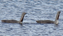 Pair of Red Throated Divers in Shetland