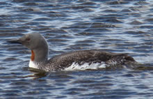 Red throated diver in Shetland by Alec Moncrieff 