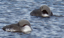 Sleeping rain geese by Alec Moncrieff - click for larger image